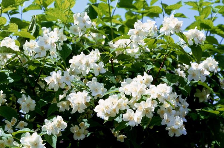 Чубушник - фото