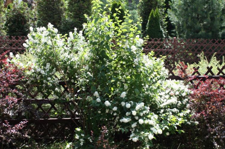 Чубушник - фото