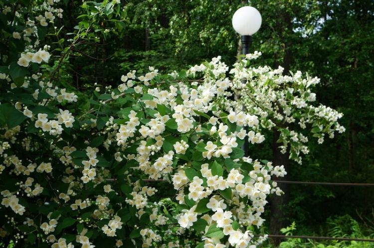 Чубушник - фото