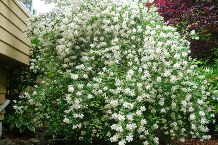 Чубушник - фото