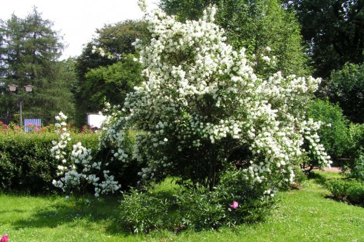 Чубушник - фото