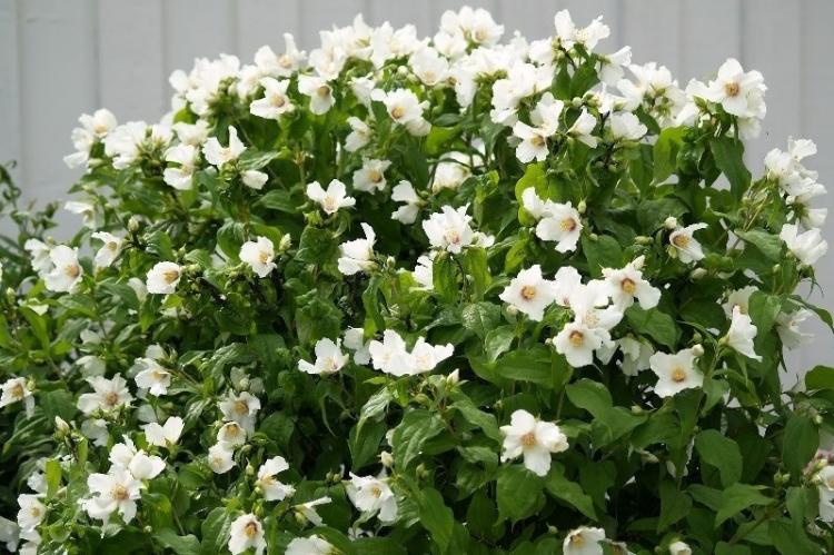 Чубушник - фото