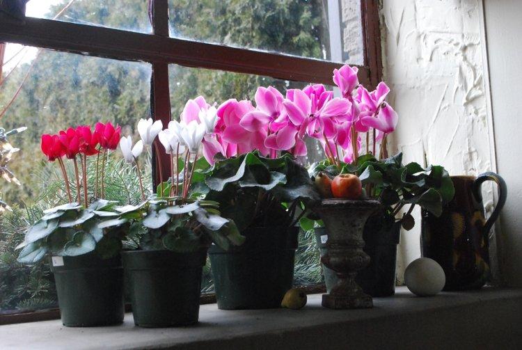 Освещение - Уход за цикламеном