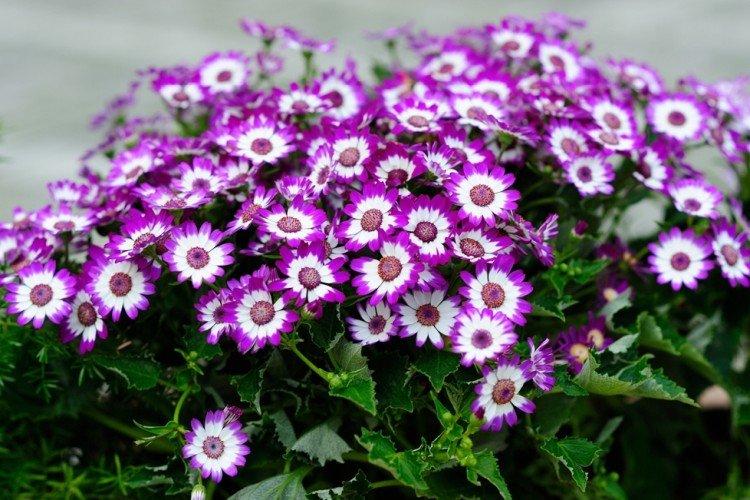 Общая информация - Цинерария