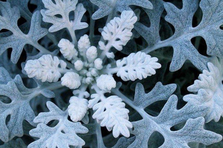 Приморская цинерария - Виды цинерарии