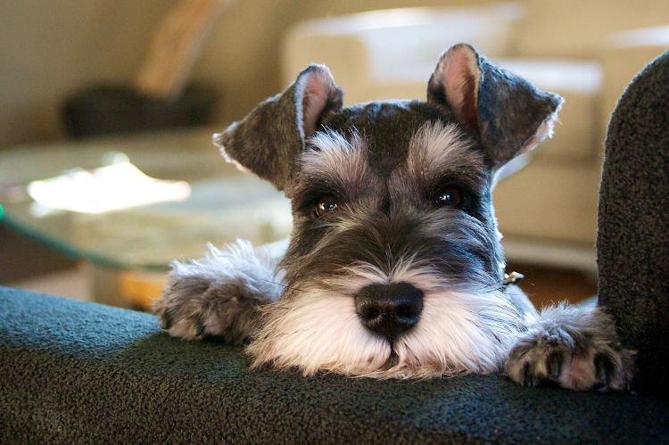 Общая информация о породе - Цвергшнауцер