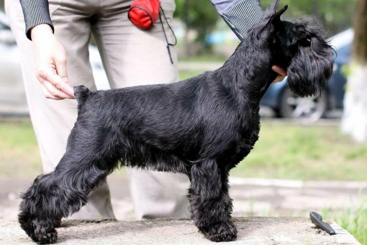 Внешность - Цвергшнауцер