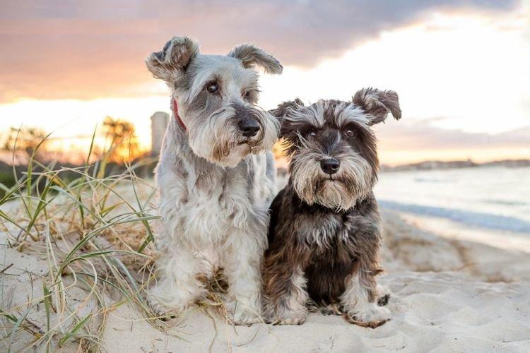 Характер - Цвергшнауцер