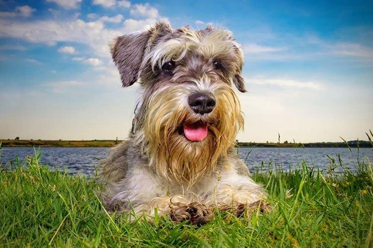 Здоровье и болезни - Цвергшнауцер