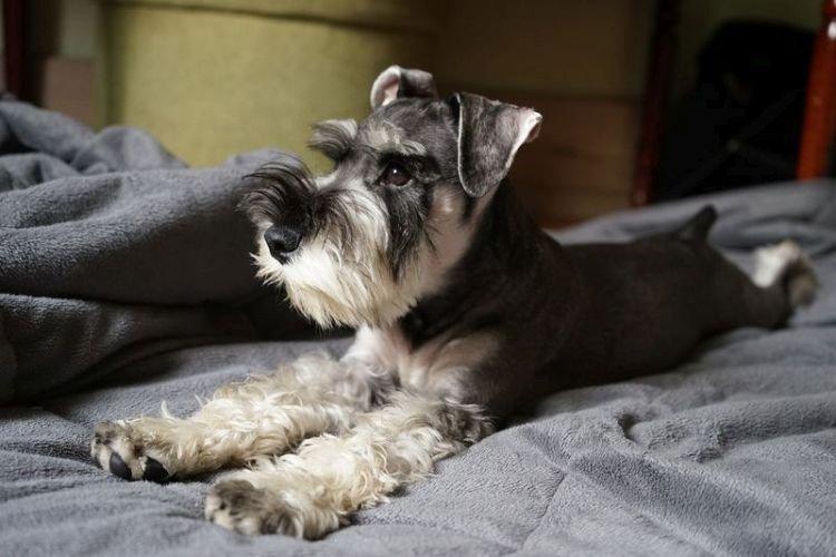 Условия содержания - Цвергшнауцер