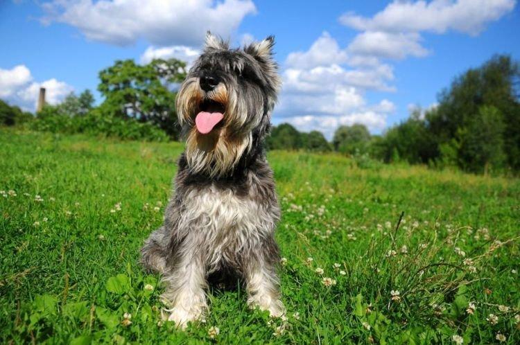 Цвергшнауцер с хозяином