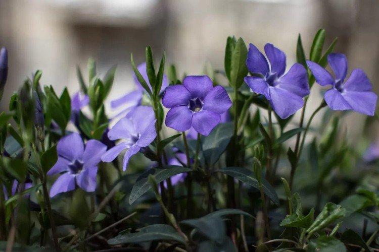 Барвинок - Многолетние цветы для клумбы