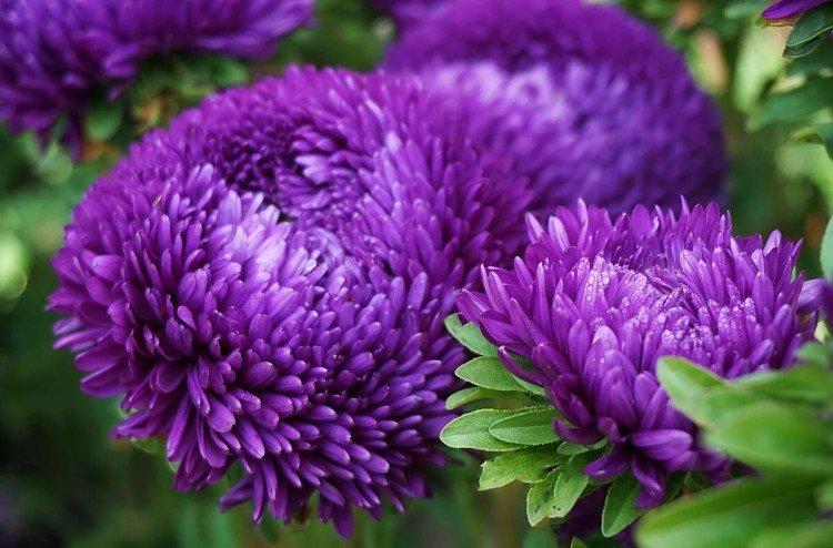 Астра - Однолетние цветы для клумбы