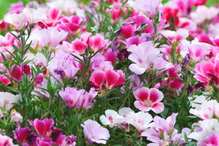 Годеция - Однолетние цветы для клумбы