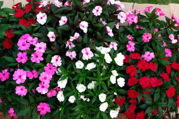 Бальзамин - Однолетние цветы для клумбы