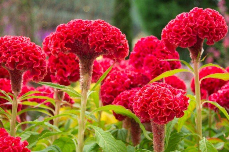 Целозия - Однолетние цветы для клумбы