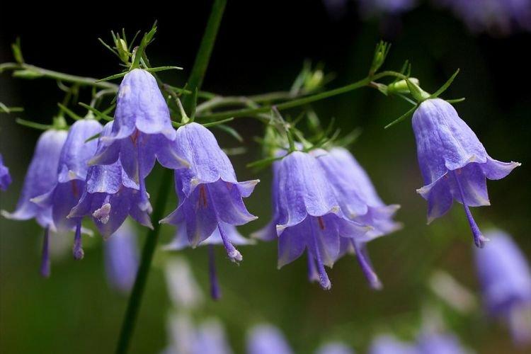 Аденофора - Цветы похожие на колокольчики