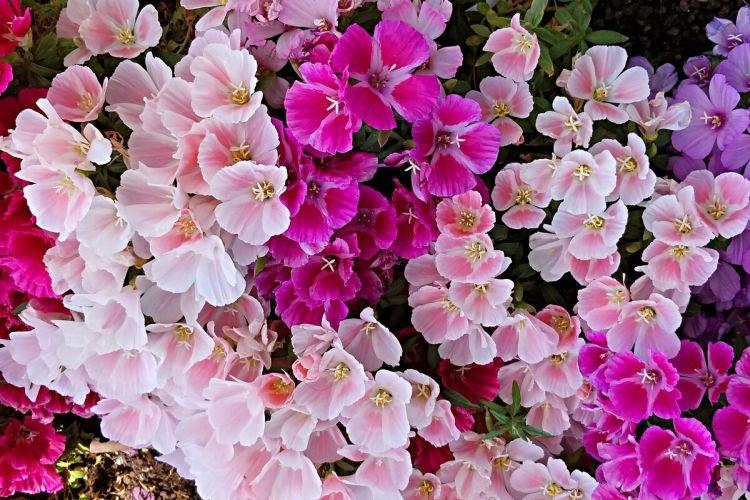 Годеция - Цветы похожие на колокольчики