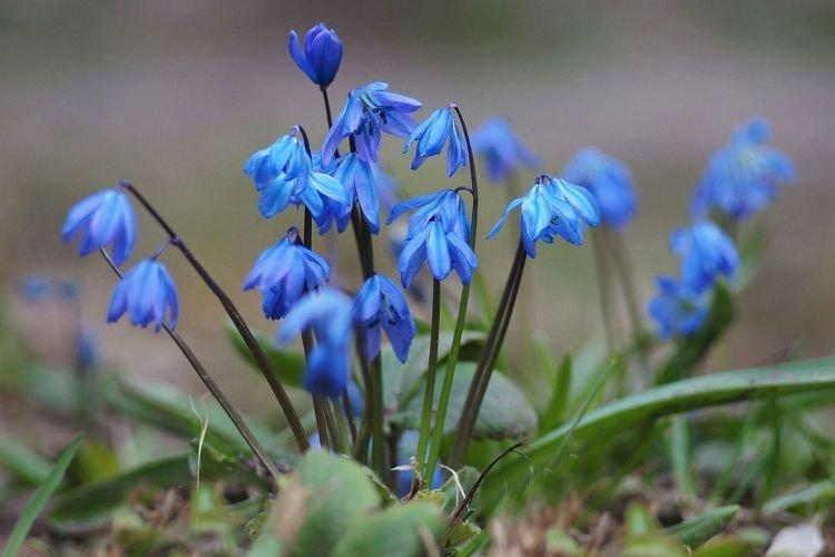 Сцилла - Цветы похожие на колокольчики