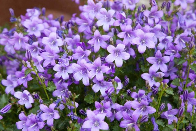 Кампанула - Цветы похожие на колокольчики