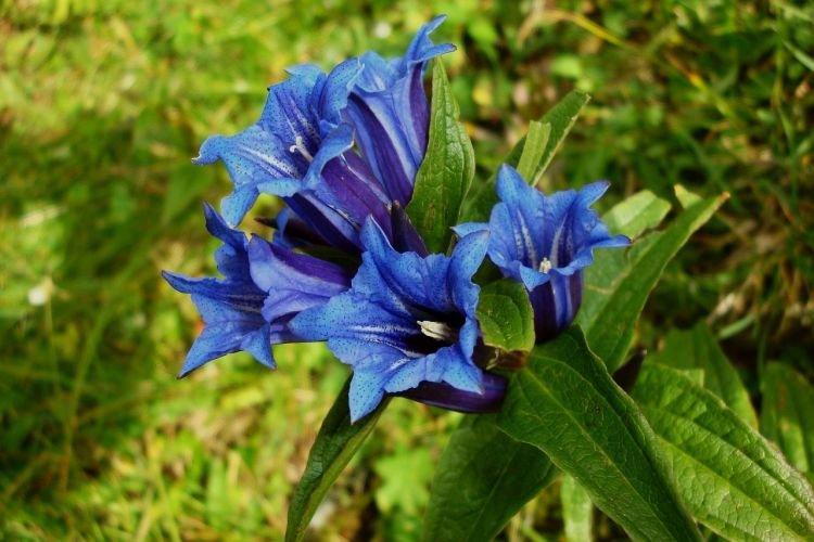 Горечавка - Цветы похожие на колокольчики