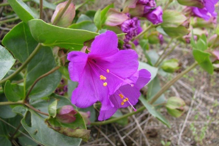 Цианантус - Цветы похожие на колокольчики