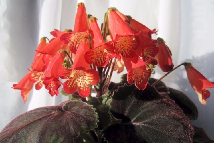 Смитианта - Цветы похожие на колокольчики