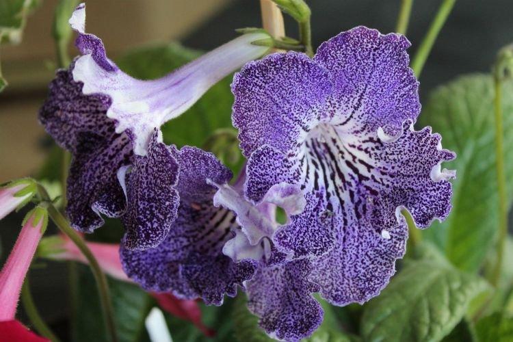 Стрептокарпус - Цветы похожие на колокольчики