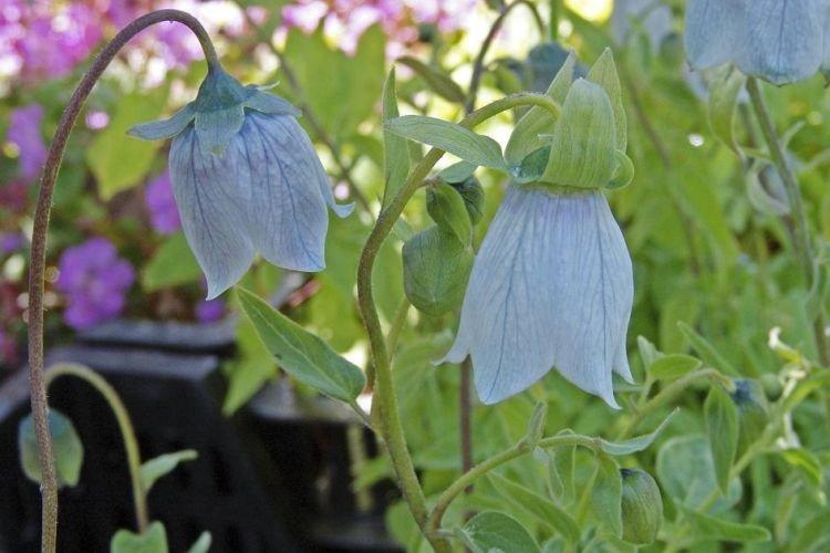 Кодонопсис - Цветы похожие на колокольчики