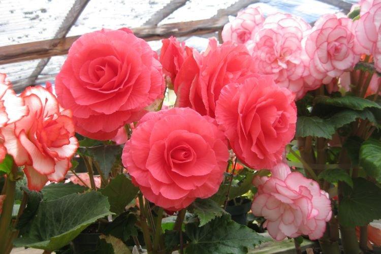 Махровая бегония - Цветы похожие на пионы