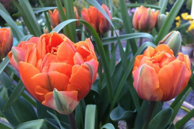 Тюльпан Оранжевая Принцесса - Цветы похожие на пионы