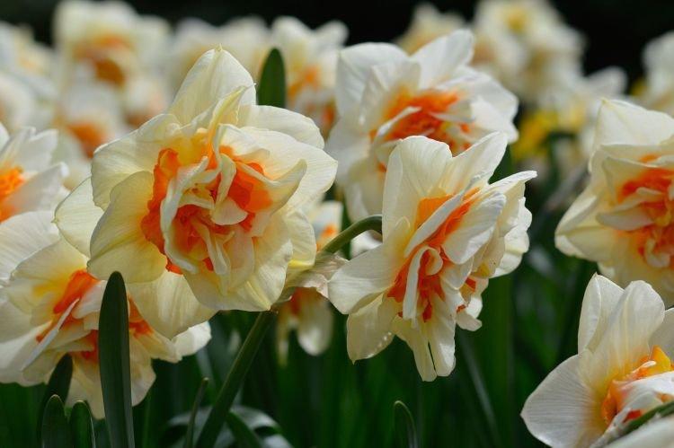 Махровый нарцисс - Цветы похожие на пионы