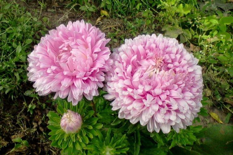 Пионовидная астра - Цветы похожие на пионы