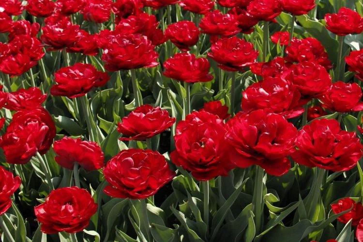 Тюльпан Миранда - Цветы похожие на пионы