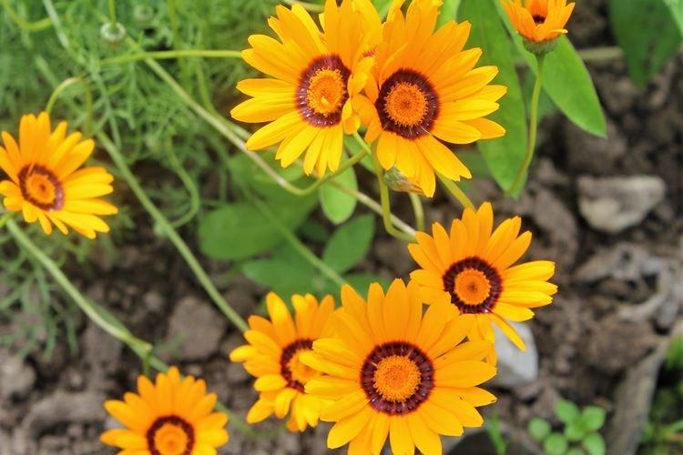 Урсиния - Цветы похожие на ромашки