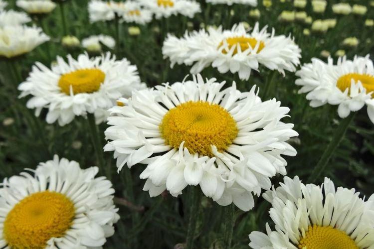 Нивяник - Цветы похожие на ромашки