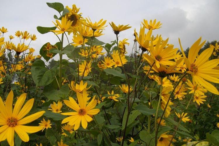 Топинамбур - Цветы похожие на ромашки