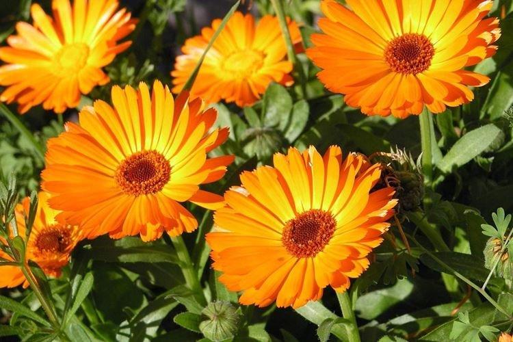 Календула - Цветы похожие на ромашки