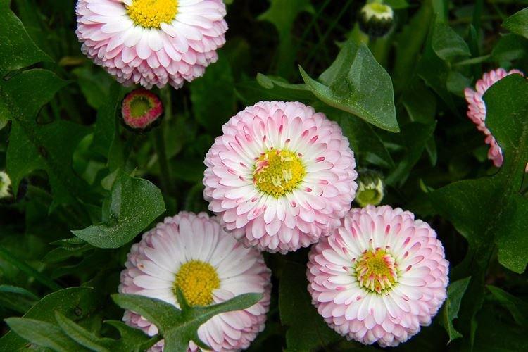 Маргаритка - Цветы похожие на ромашки