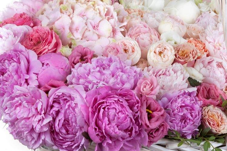 Пион - Цветы похожие на розы