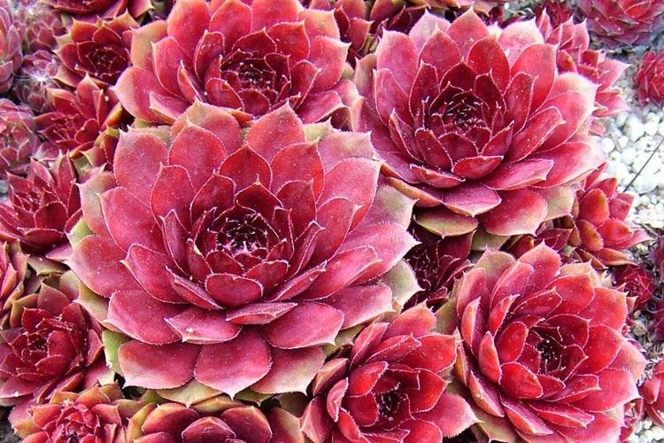 Молодило - Цветы похожие на розы