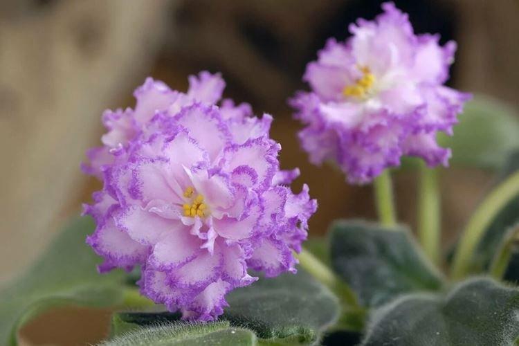 Узамбарская фиалка - Цветы похожие на розы