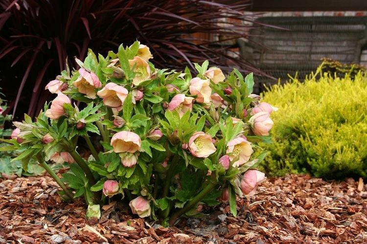 Морозник - Цветы похожие на розы