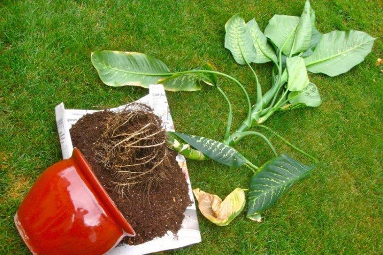 Почва - Уход за диффенбахией