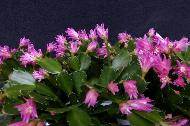 Шлюмбергера - Виды домашних кактусов