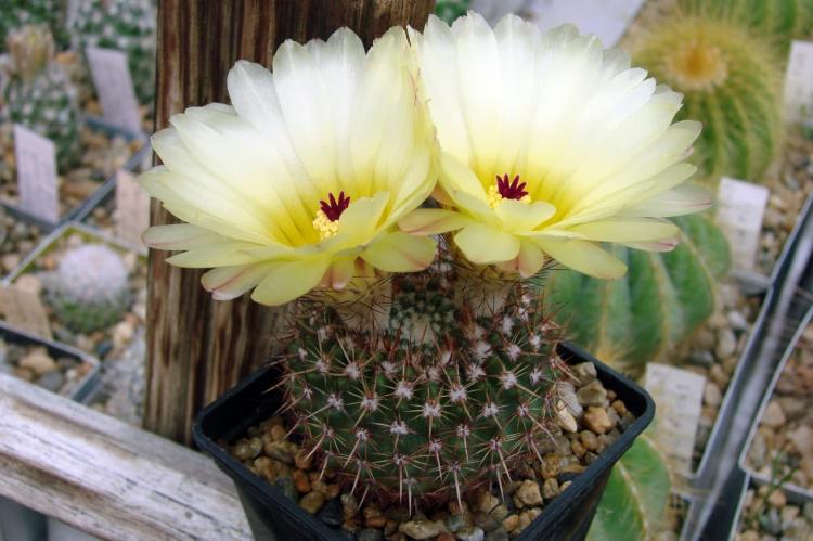 Нотокактус Отто - Виды домашних кактусов