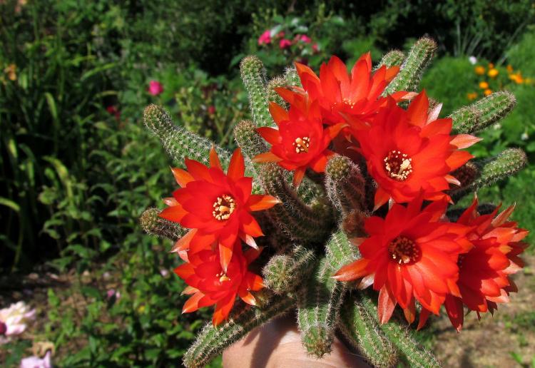 Хамецереус Сильвестри - Виды домашних кактусов