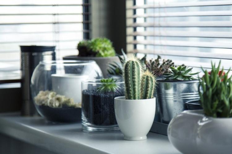 Освещение - Уход за домашними кактусами