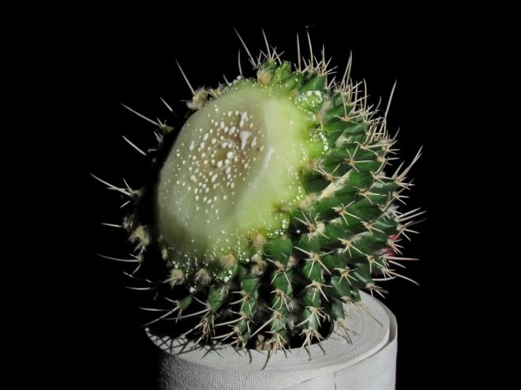 Обрезка - Уход за домашними кактусами