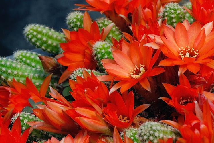 Домашние кактусы - фото